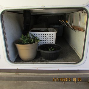 Kalanchoe inside the basement