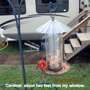 Cardinal outside window