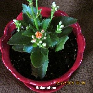 Kalanchoe close up