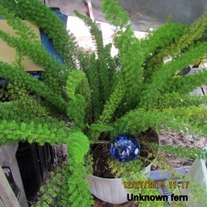 Fern