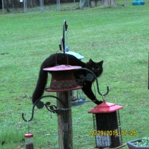 Black cat on bird feeders