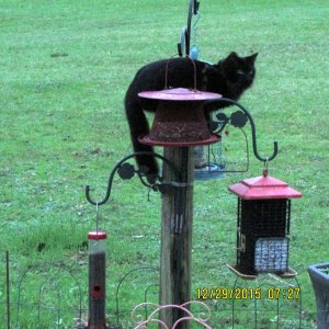 Black cat near bird feeders