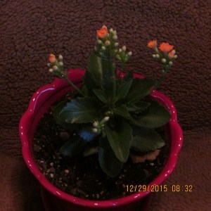 Kalanchoe (without a flash)