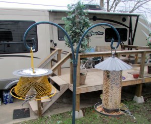 Birds on south side feeders
