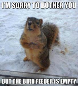 Squirrel with comment