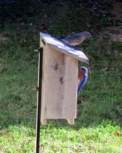 Bluebird couple