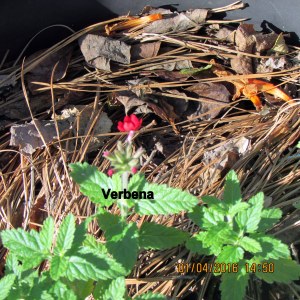 Verbena