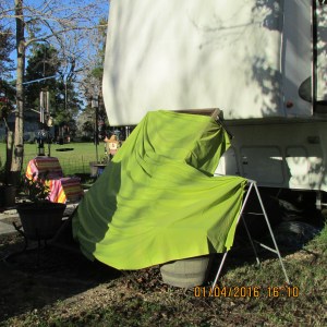 Wraps on plants in front of my trailer