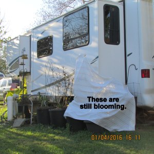 Wraps on plants in my side yard