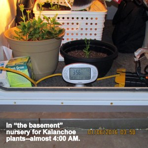 Kalanchoe in the basement