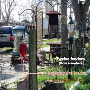 Twelve feeders including Hummingbird