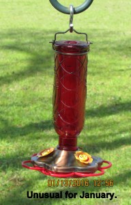 Hummingbird feeder