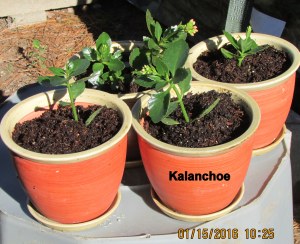 Four new transplants