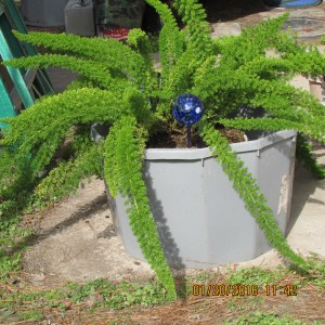 Unknown name fern