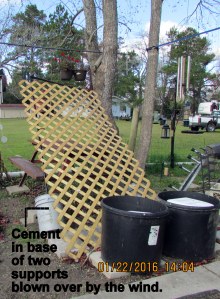 Trellis blown over by the wind