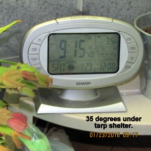 Temperature under tarp at nine with little clock