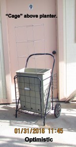 Cage above tomato planter