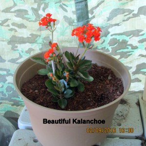 Beautiful Kalanchoe