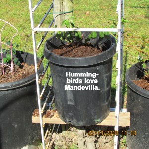 Hummingbirds love Mandevilla