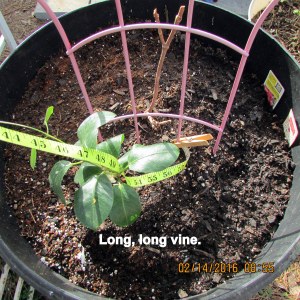 Long, long vine