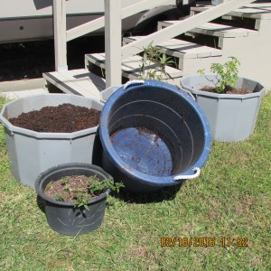 Almost ready to transplant Lantana