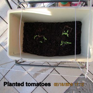 Transplanted tomatoes
