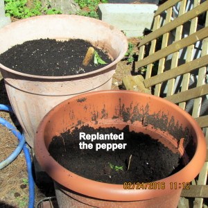 Replanted pepper