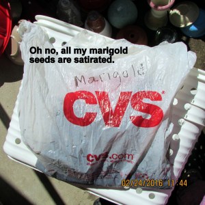 Wet marigold seeds