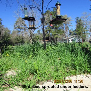 Sprouted seed under bird feeders