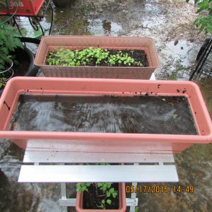 Planter full of water