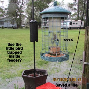 Bird caught inside feeder