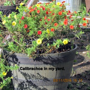 Calibrachoa