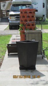 Ready for a tomato plant