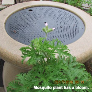 Mosquito plant bloom