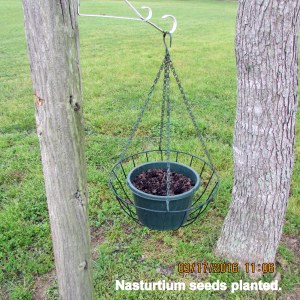Nasturtiums planted in planter near street
