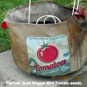 Tomato seeds planted