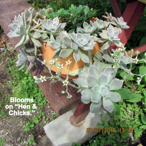 Hen and Chicks are blooming