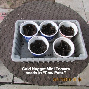 Gold Nugget Mini Tomato seeds