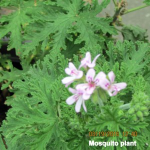 Mosquito plant bloom (close up)