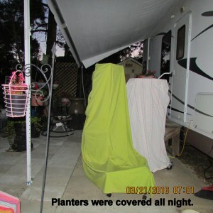 Plants covered overnight (1)