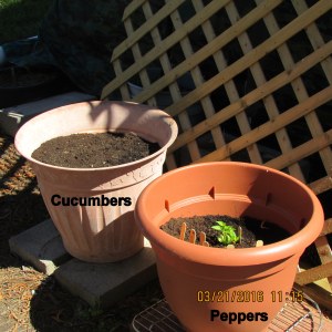 Peppers and cucumbers