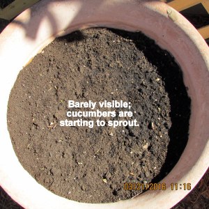 Cucumbers are beginning to sprout