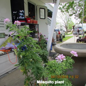 Mosquito plant many blooms