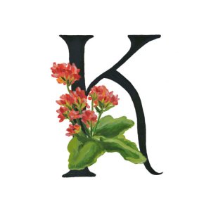 Alphabet letter K for Kalanchoe