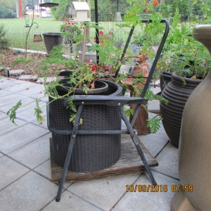 Planter is framework of chair