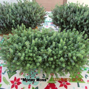 Money Moss parent plants