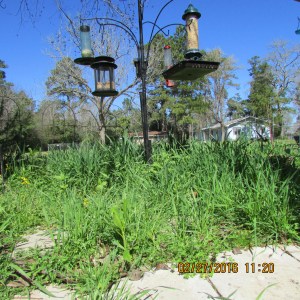 Weeds under bird feeders