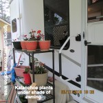 Kalanchoe under awning