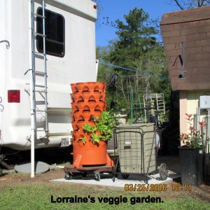 Lorraine's veggie garden