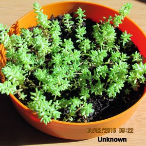 Dish with unknown plant